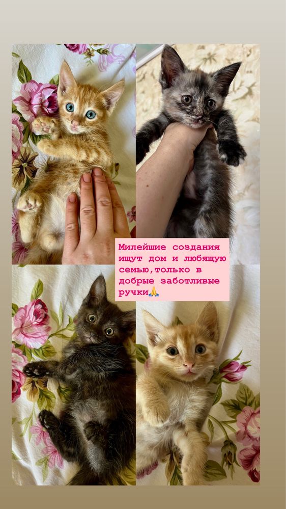 Отдам котят в добрые руеи