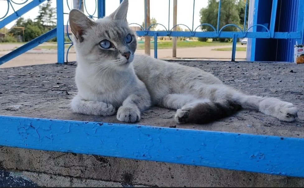Кошечка, милая, молоденькая, полупородистая кошка