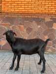 Продается коза, 2 года