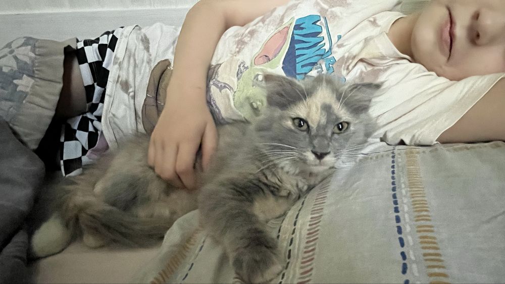 Котенок, 3 месяца, в заботливые руки