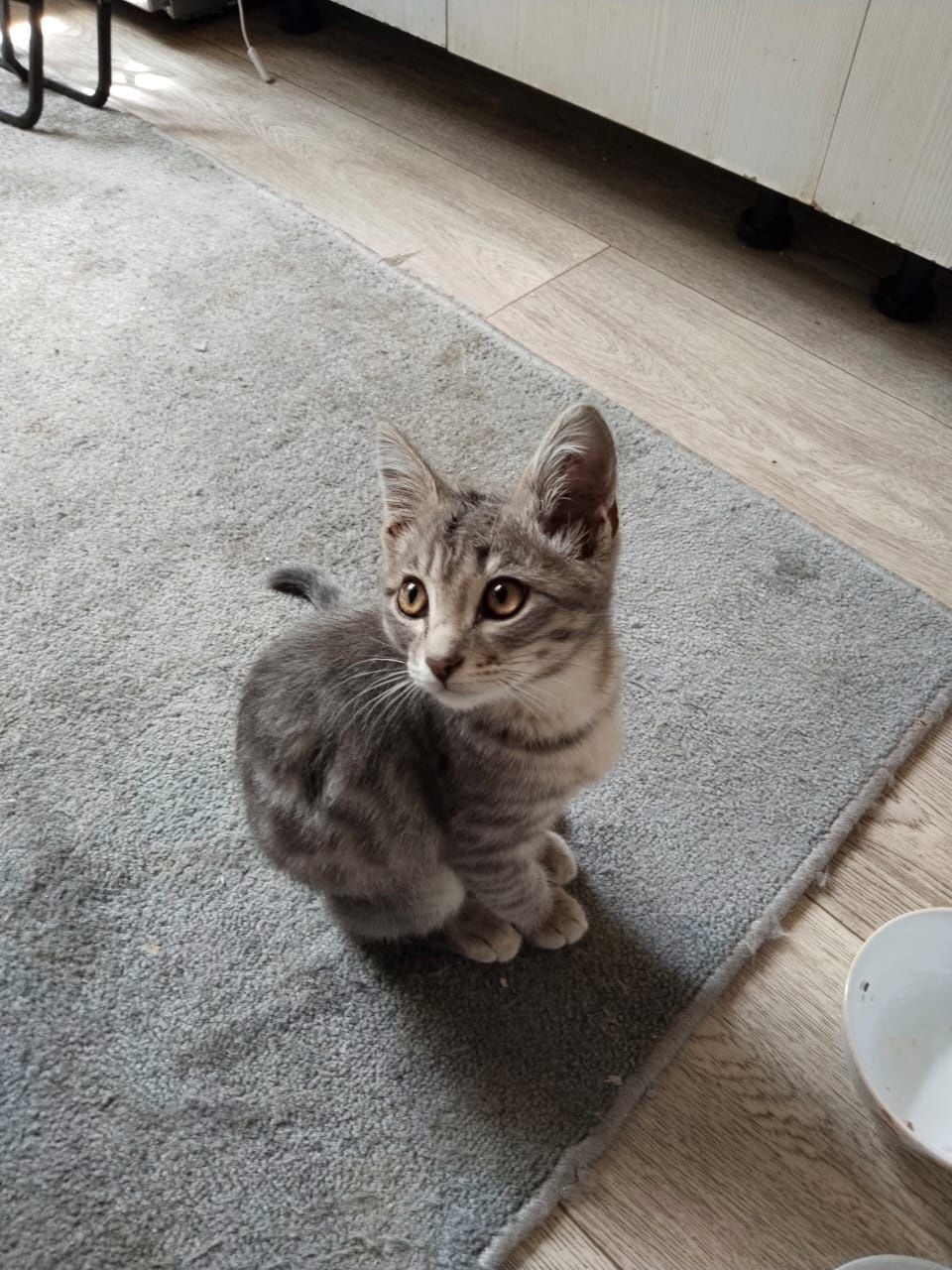 Отлам котёнка в хорошие руки