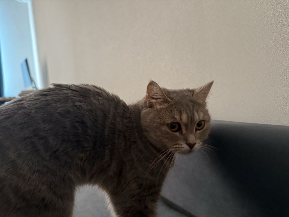 Кошку шотланская