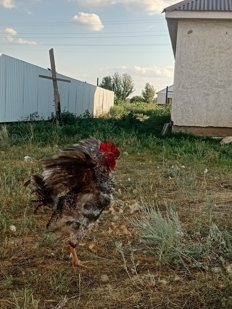 Продаются петуха