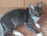отдам котенка мальчика 3 мес в добрые руки