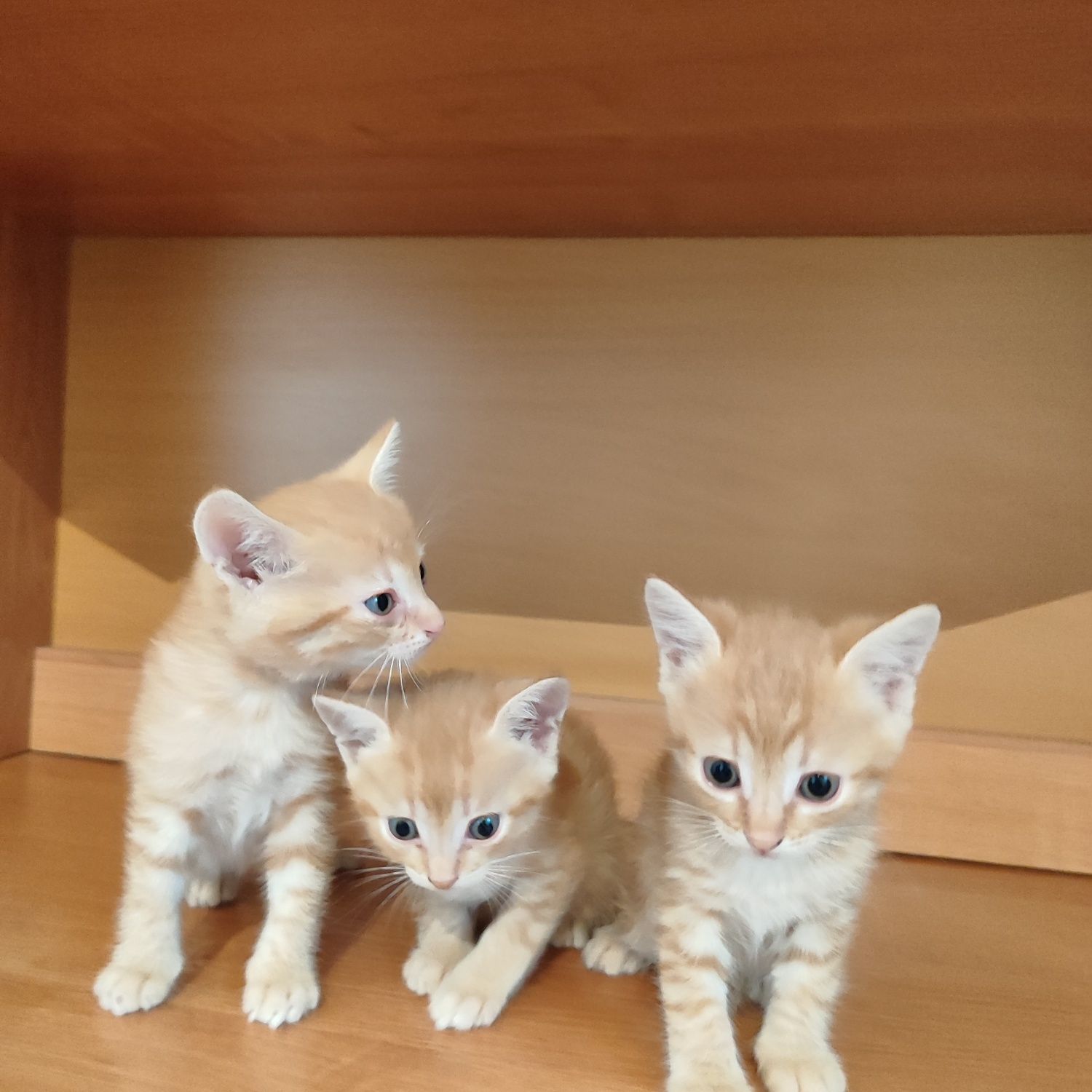 Отдам котенки мальчики бауырластар 2