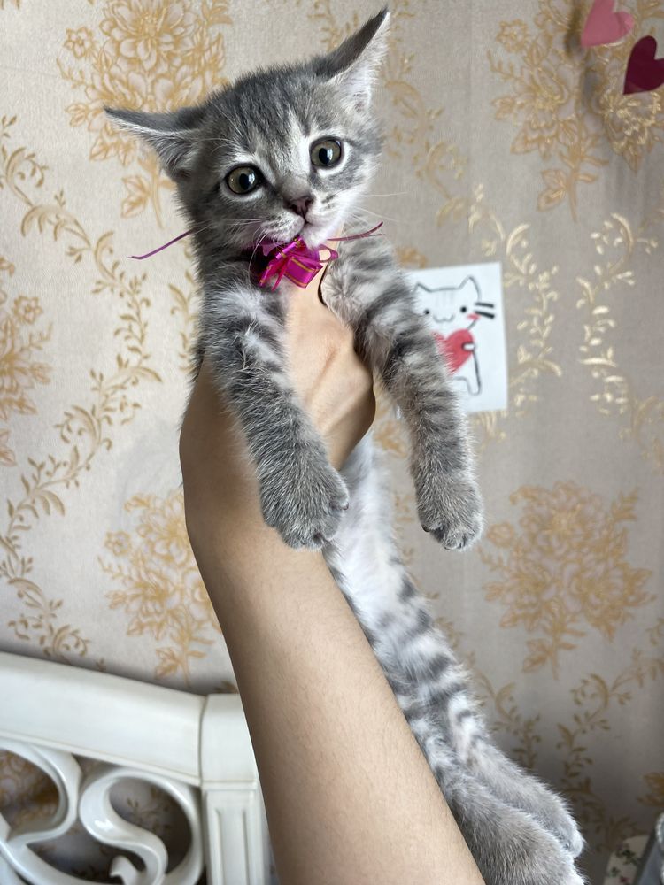 Шотландские вислоухие и прямоухие котята