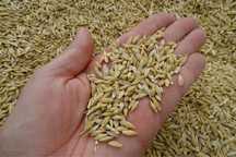 Продам ячмень в мешках 2400 тыс