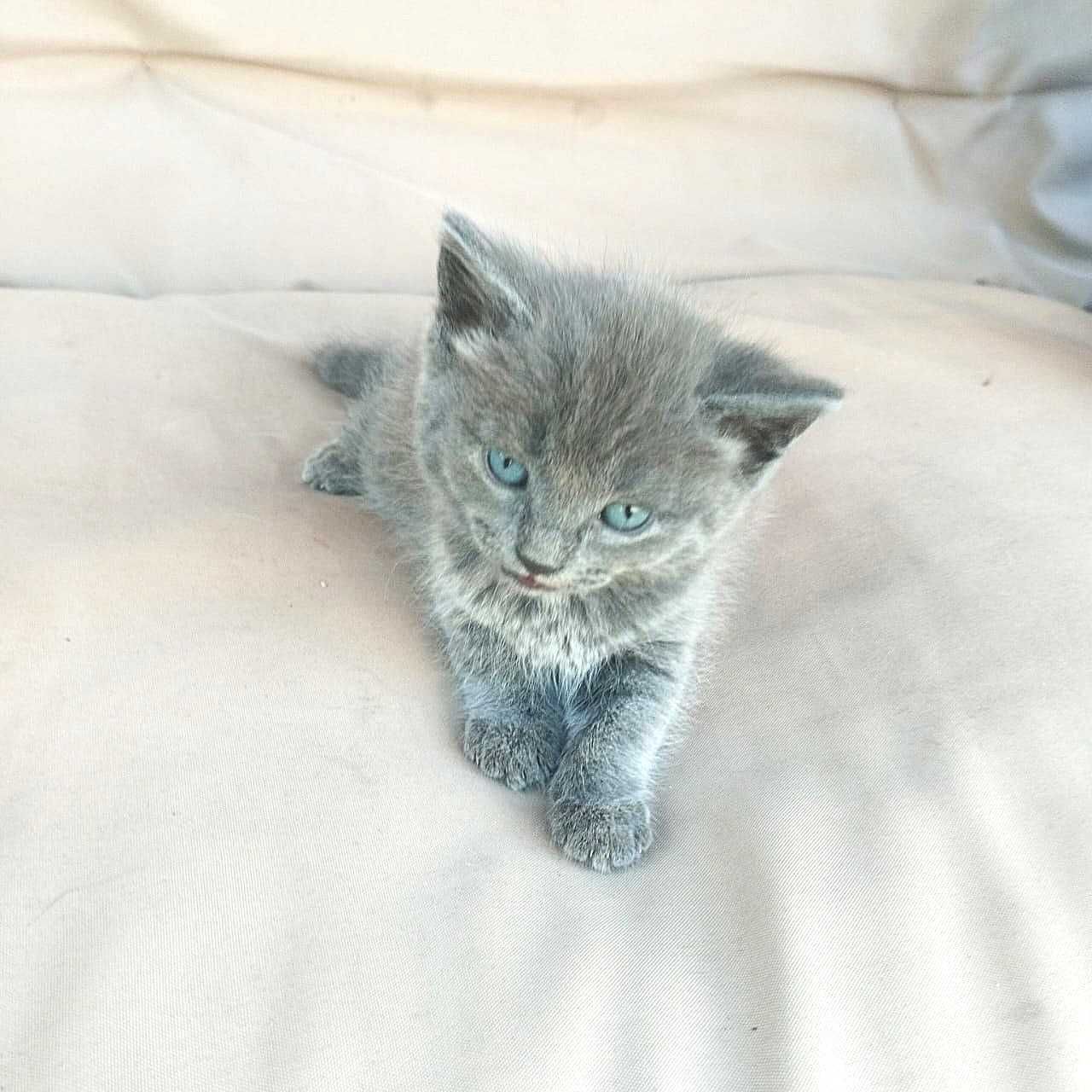 Отдам котят в надёжные руки