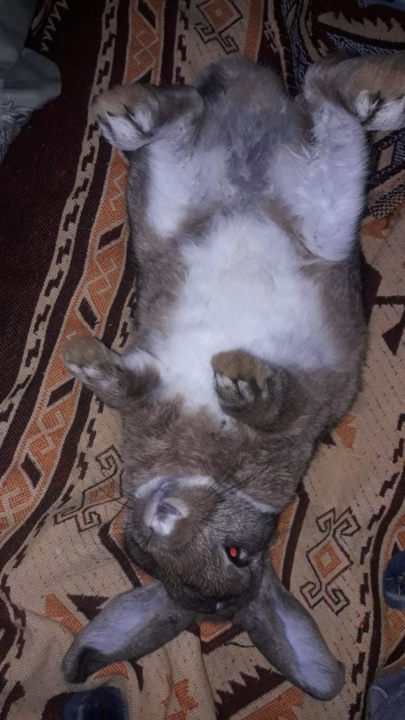 Отдам кроликов в хорошие руки