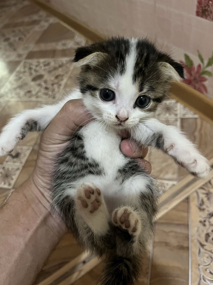 Отдам даром кошку с котенком