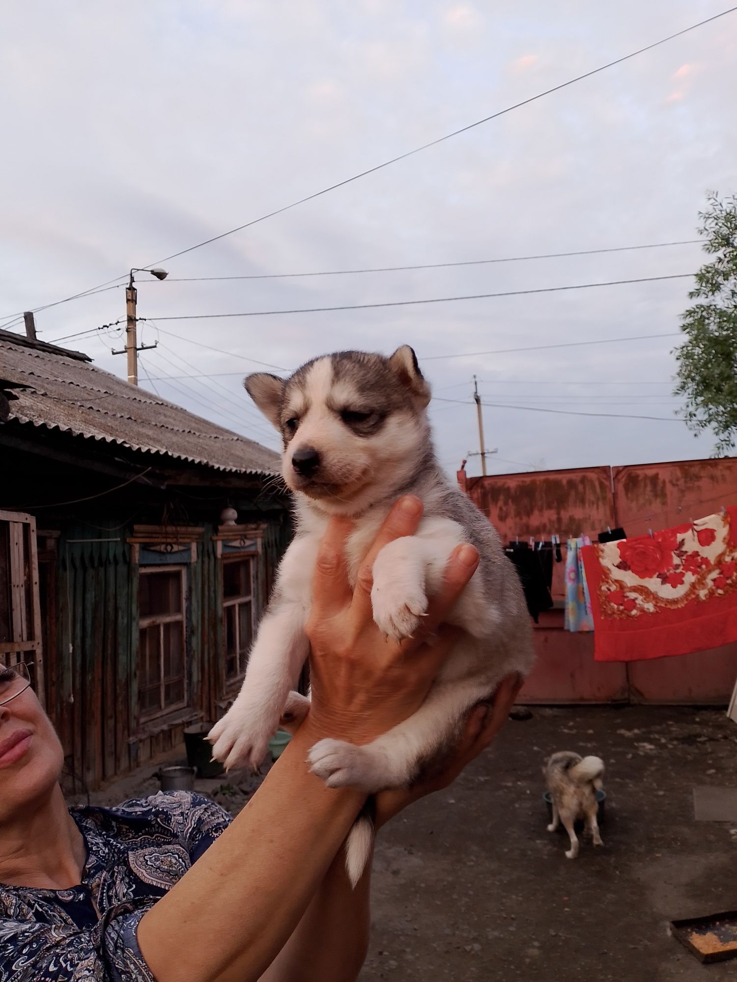 Продам щенят породы хаски