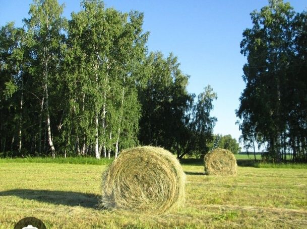 Сено тюковое разные травия свежий покос