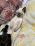 Котенок отдам в хорошие руки