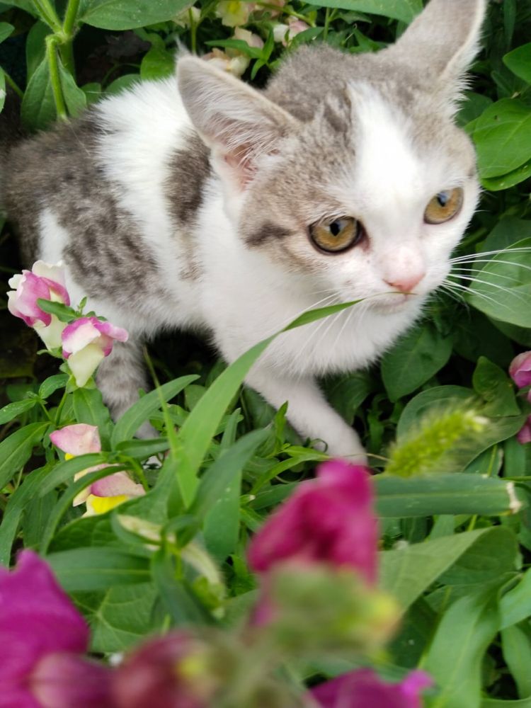 Кошка Котенок девочка поисках дома ! Костанай ! Привезем !