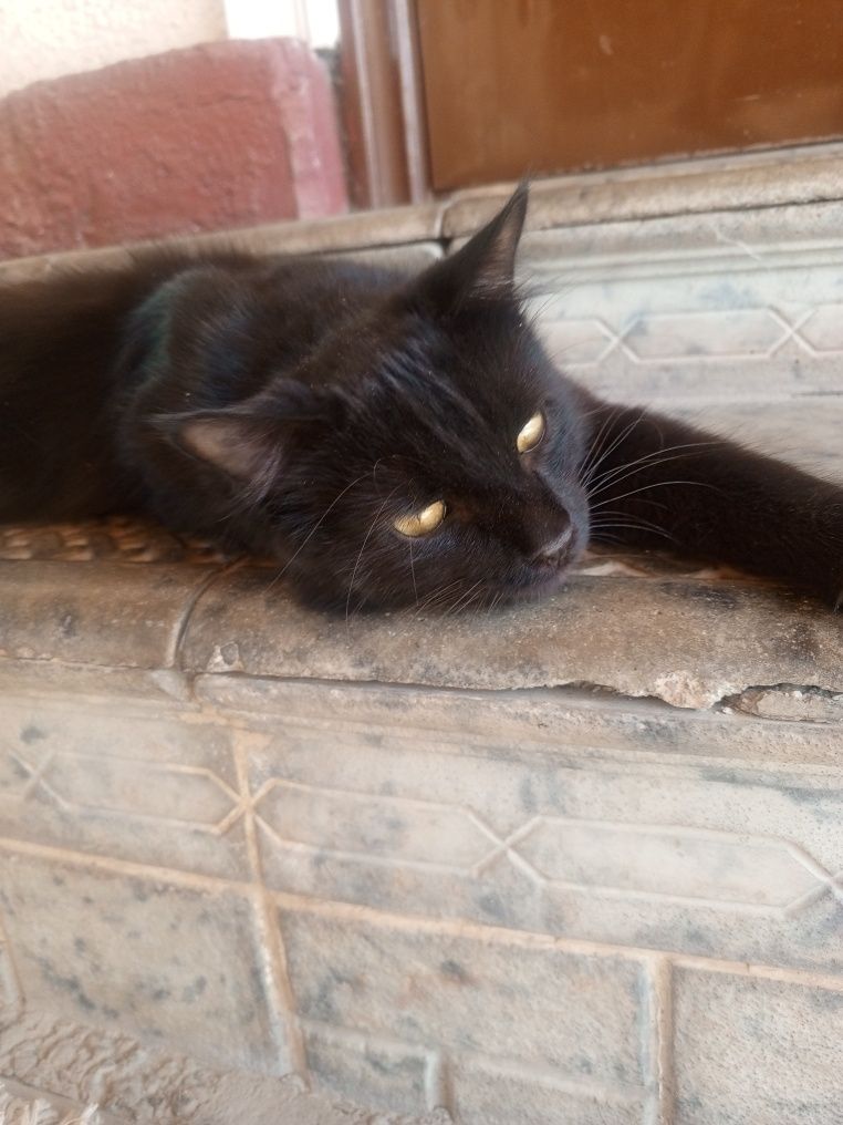 Отдам котёнка в добрые руки