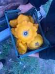 Разные дачные овощий