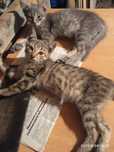 Отдаю котят от крысоловки