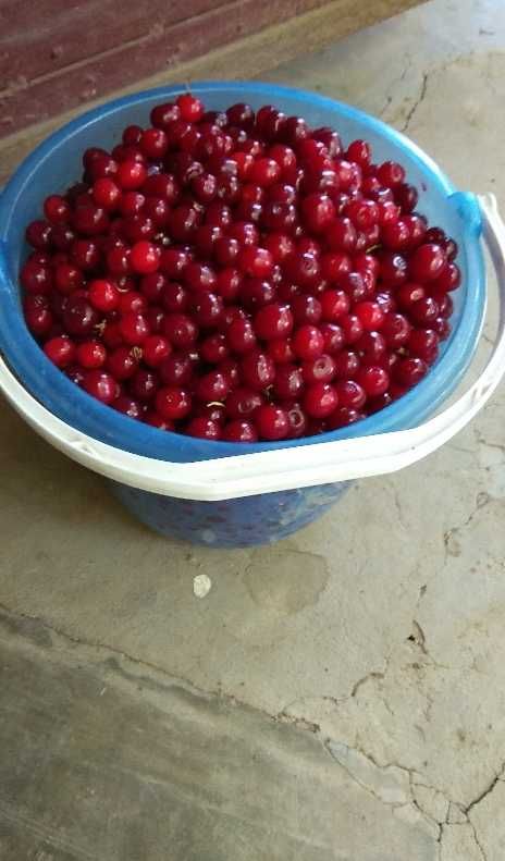 Сезоная продажа вишни, свежая, вкусная