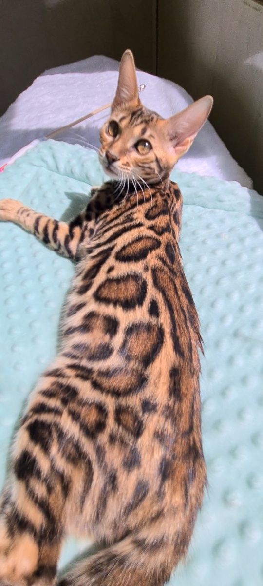 Бенгальская кошечка