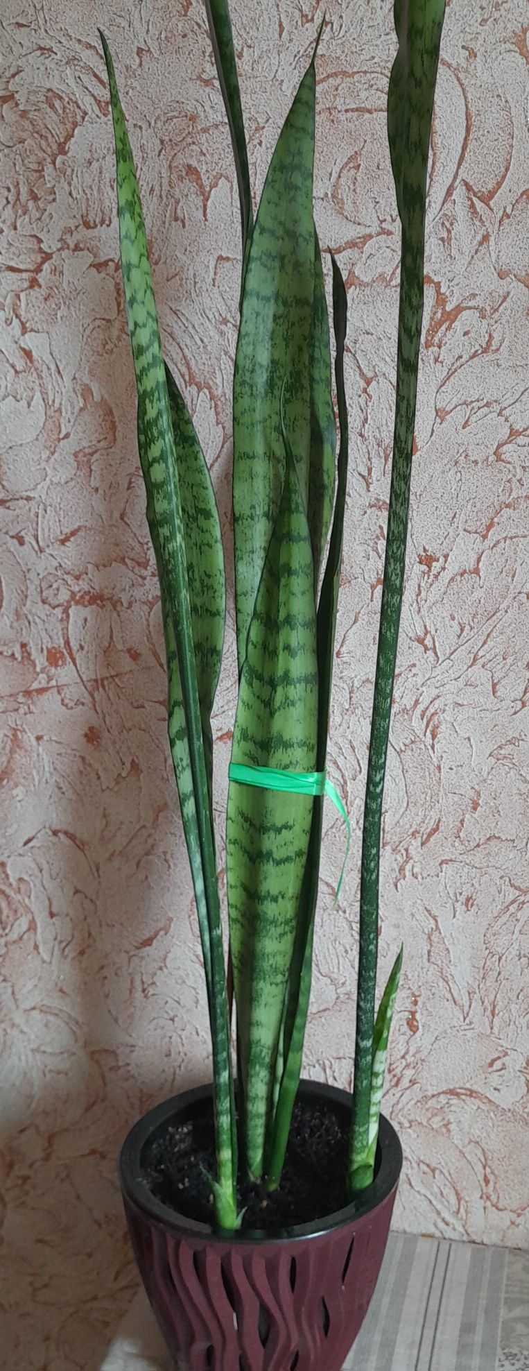 Комнатные цветы.
