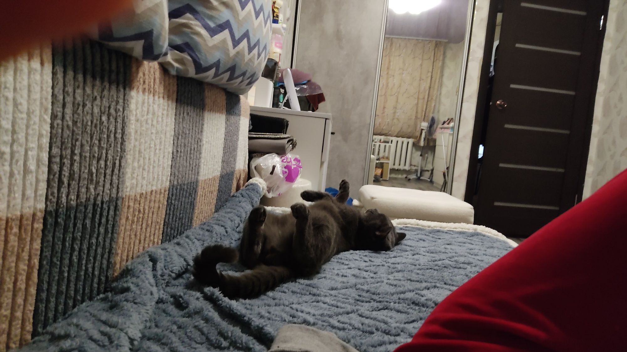 Чистокровный британец,вязка кота.