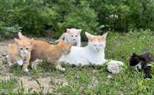 Кошку отдам в добрые руки