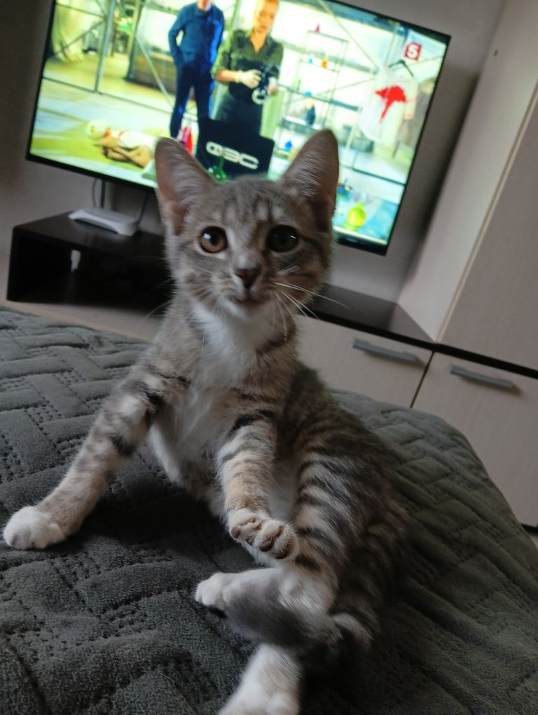 Отдам котенка девочка