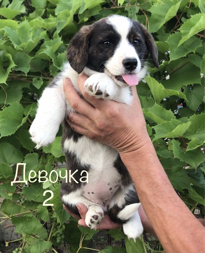 Щенки Корги Кардигана