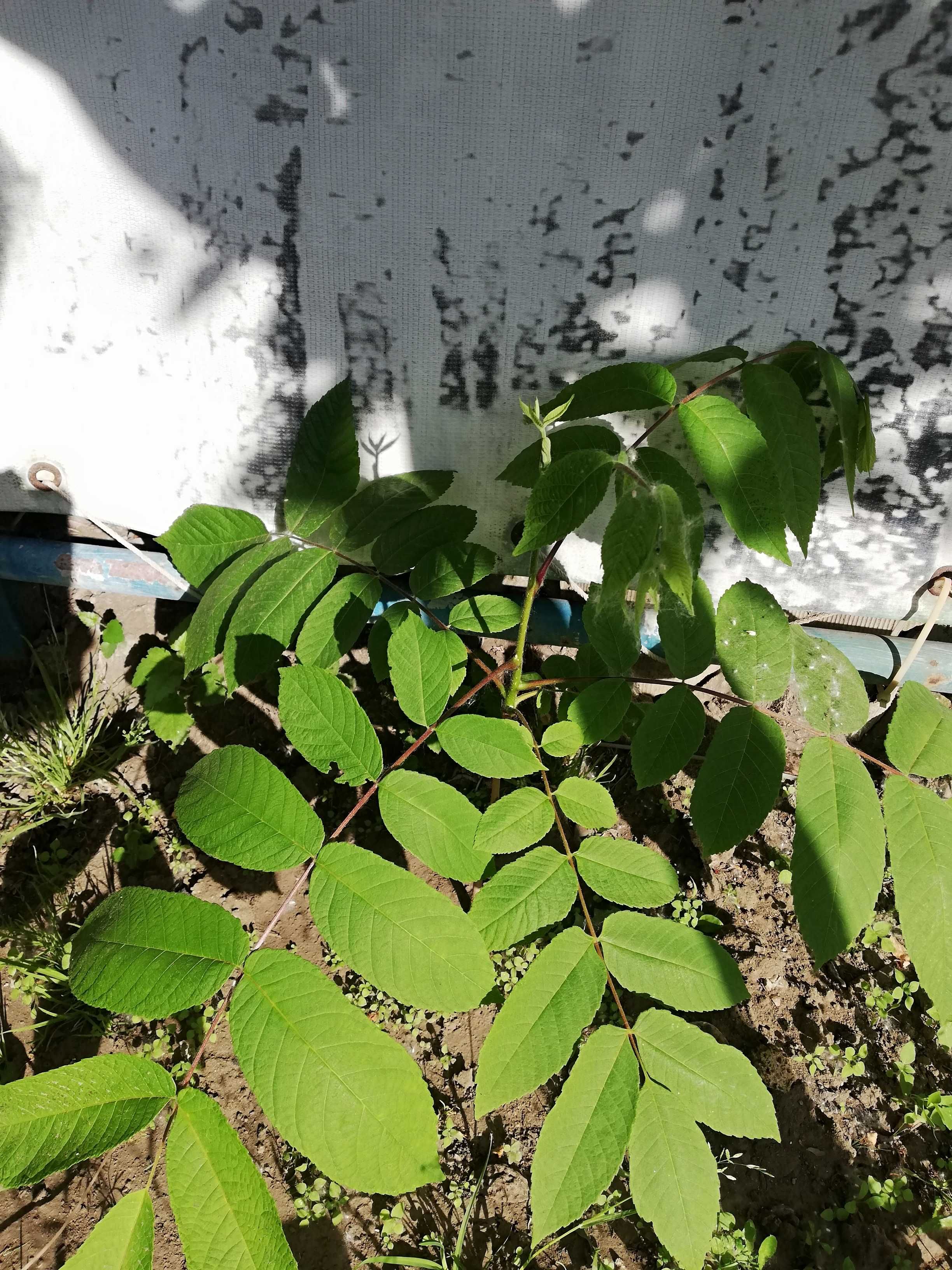 Продам 3х летние саженцы Маньчжурского ореха