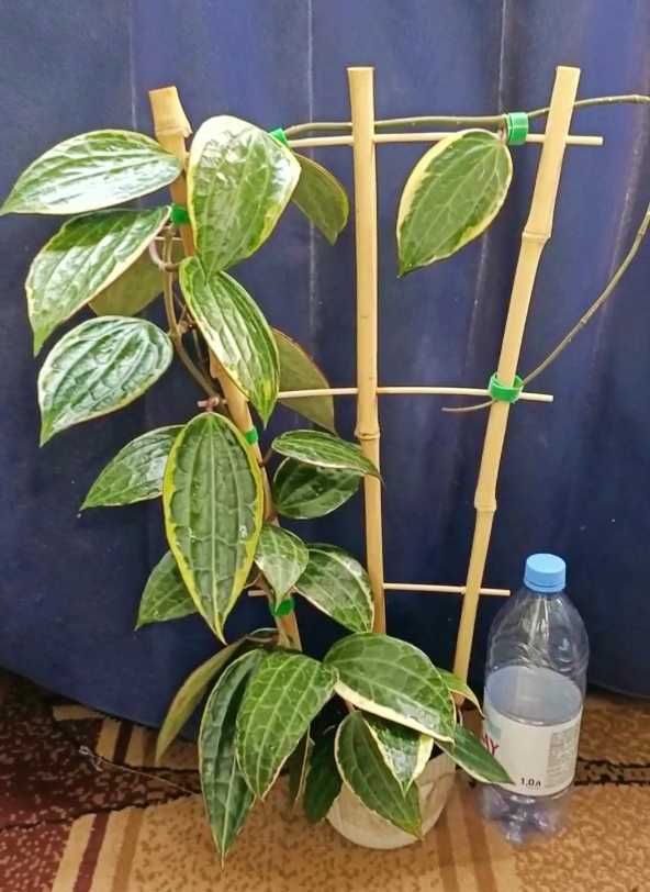 Хойя Макрофила white margine комнатные растения  цветы эпипремнум хойя