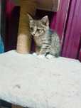 Маленький котенок в добрые руки