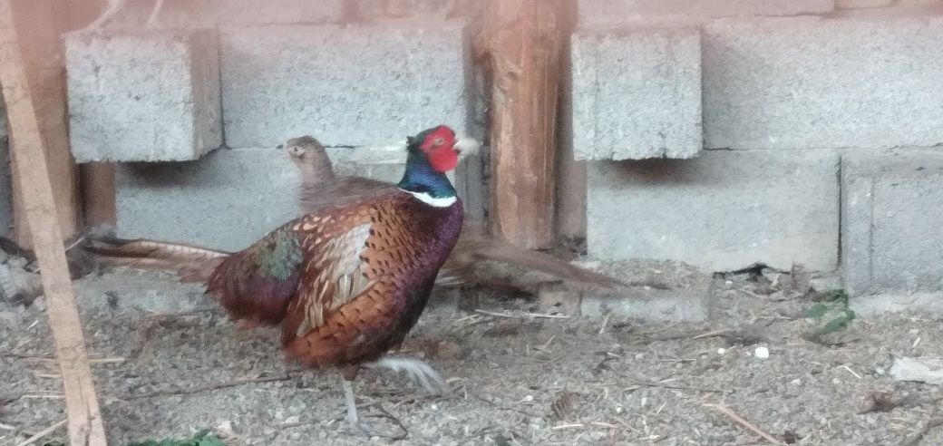 Яйца инкубационные Брама. Фазан. Адлер. Кеклик Перепел  манжур  техас