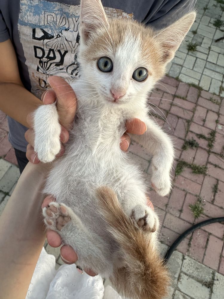 Отдам котят в добрые руки