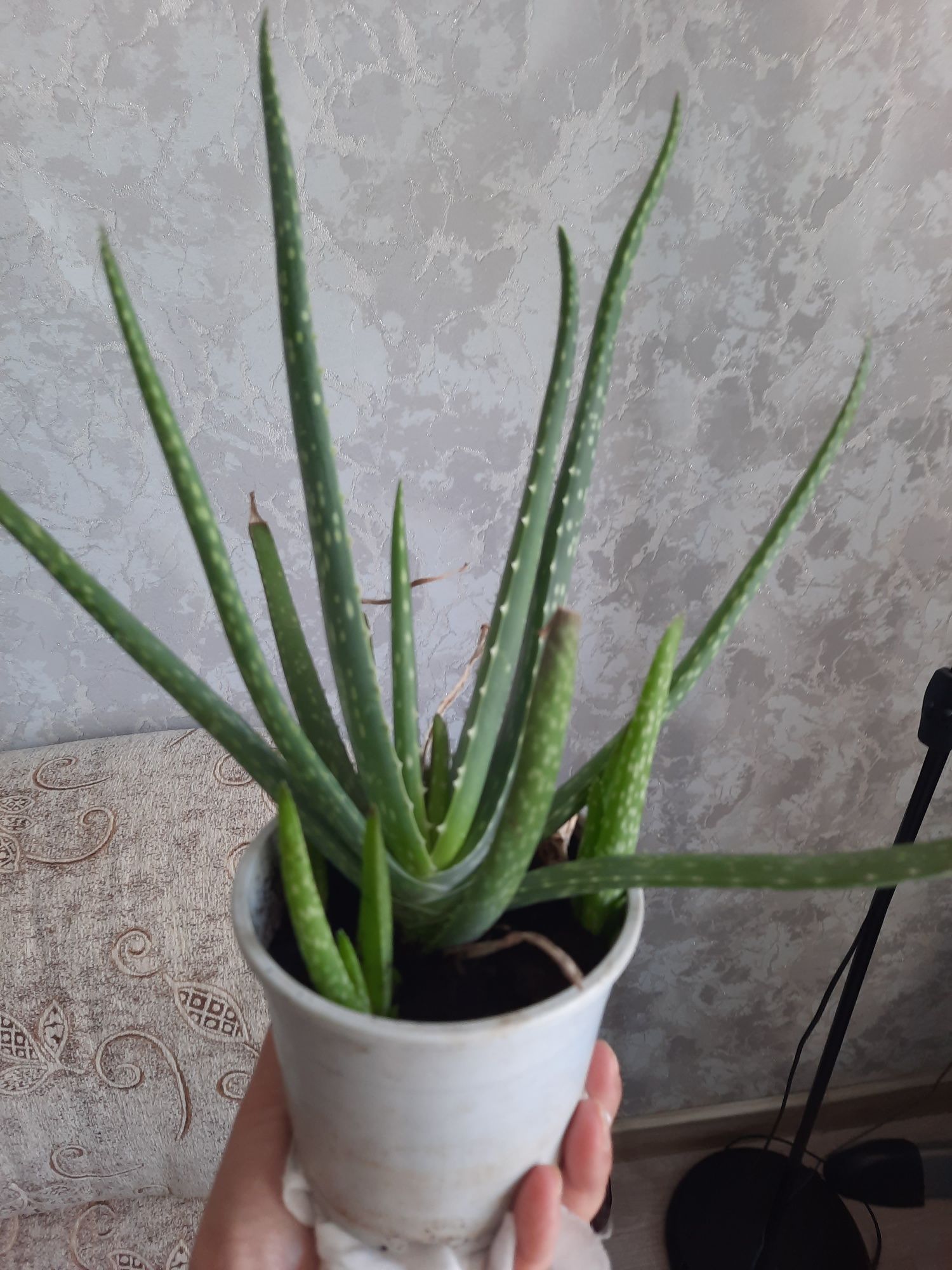 Продам алоэ вера