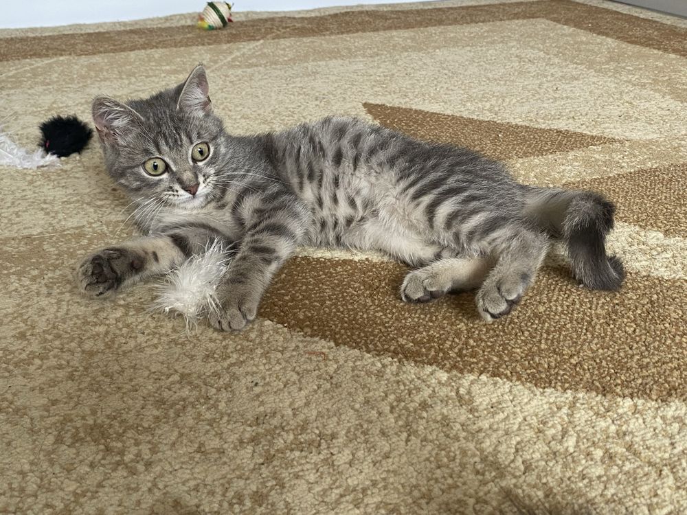 Отдам котенка , девочка