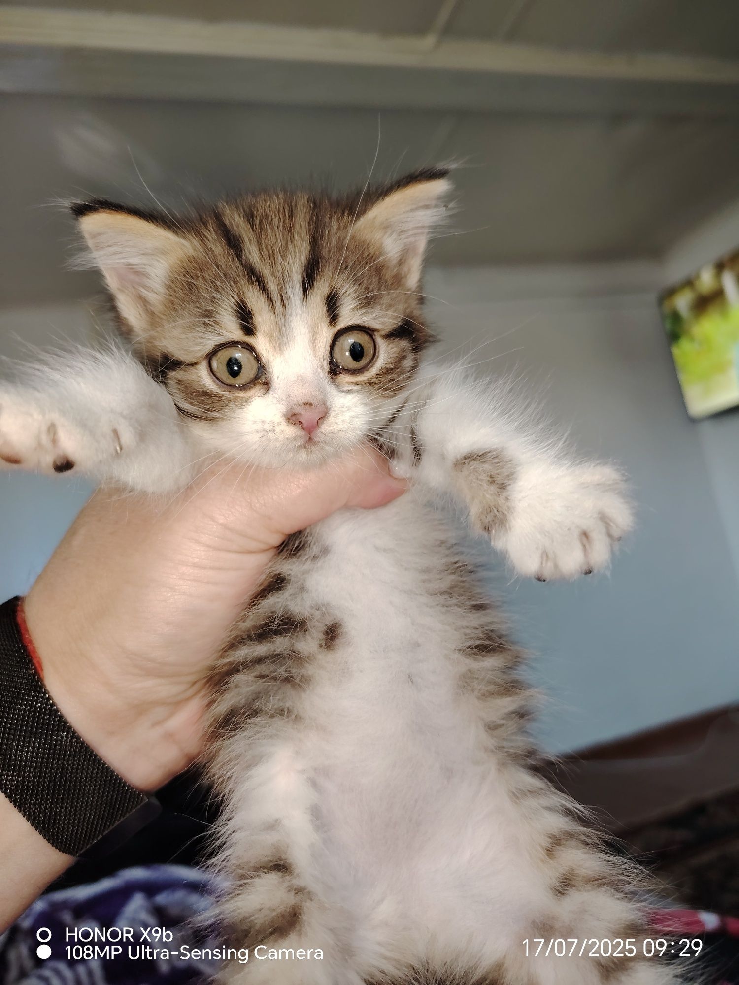 Отдам в хорошие руки котёнка девочку