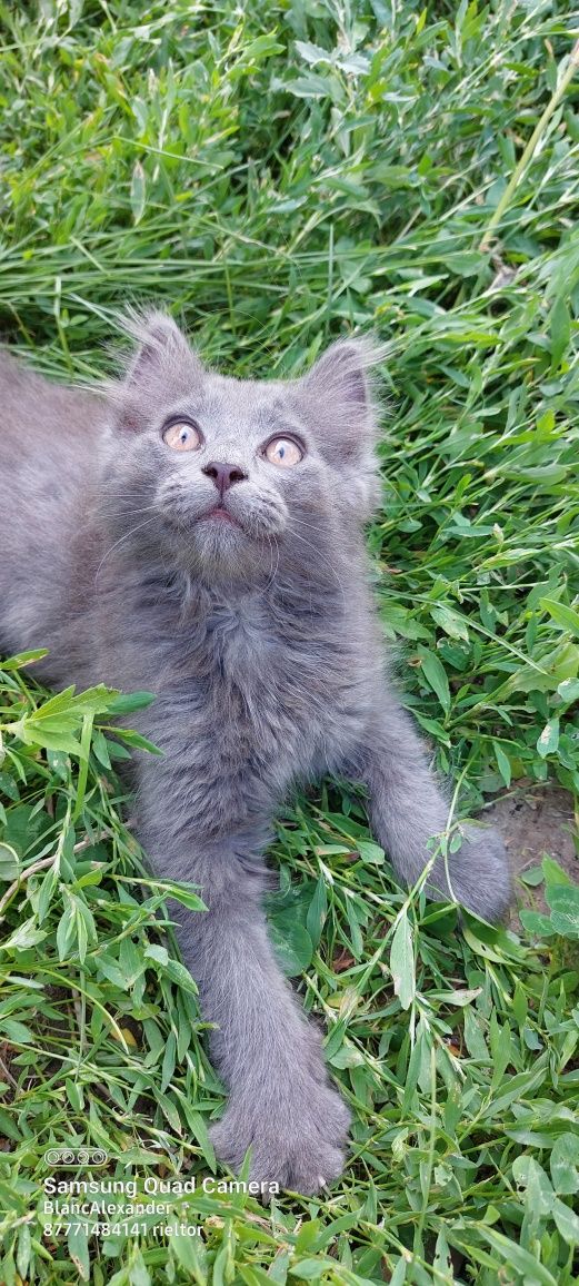 Британские котята.