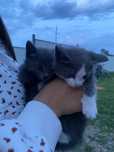 Котята за шоколадку