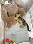 кошка сатылады багасн келысемз