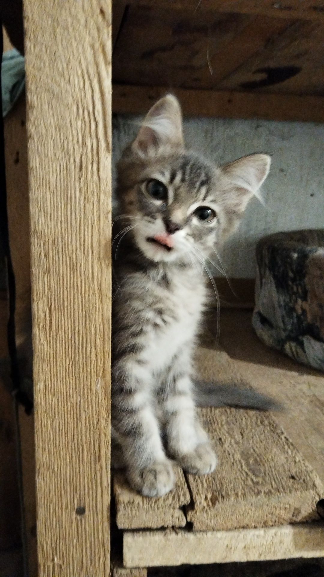 Котятки ищут дом!
