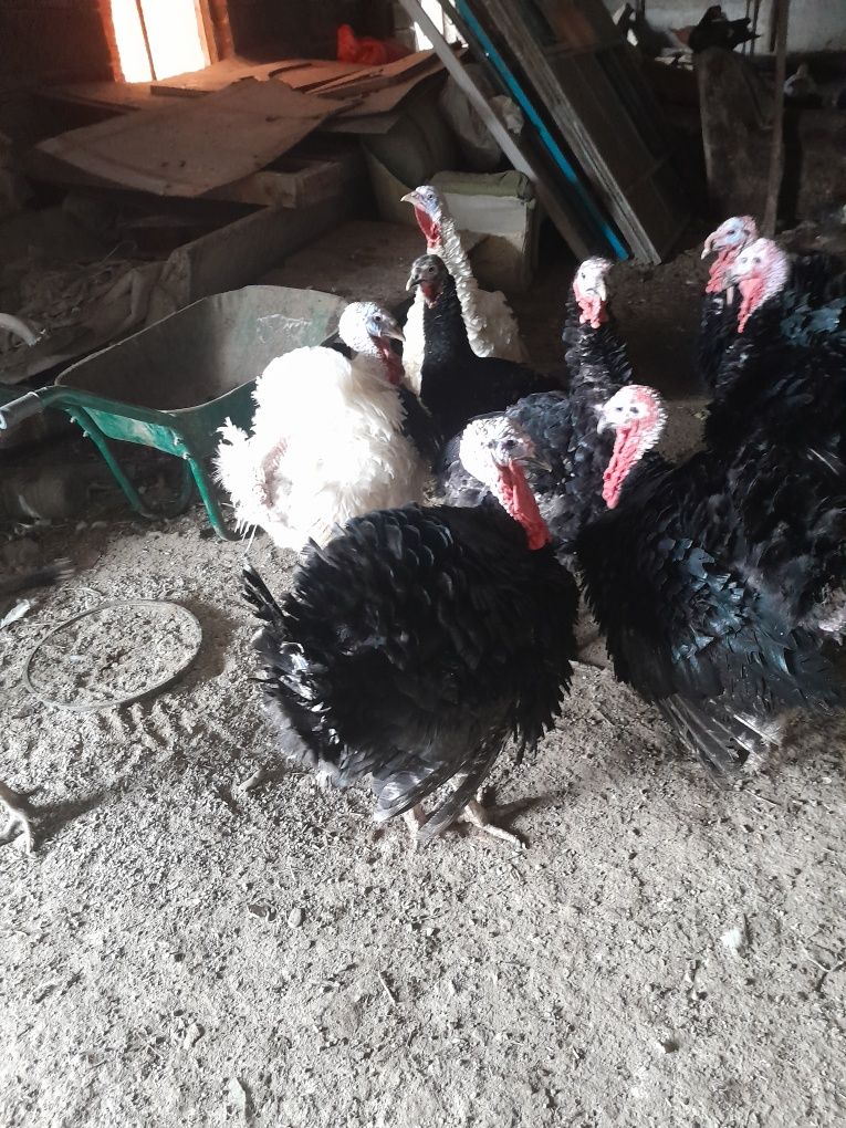 Индюки самцы гибрид продаются