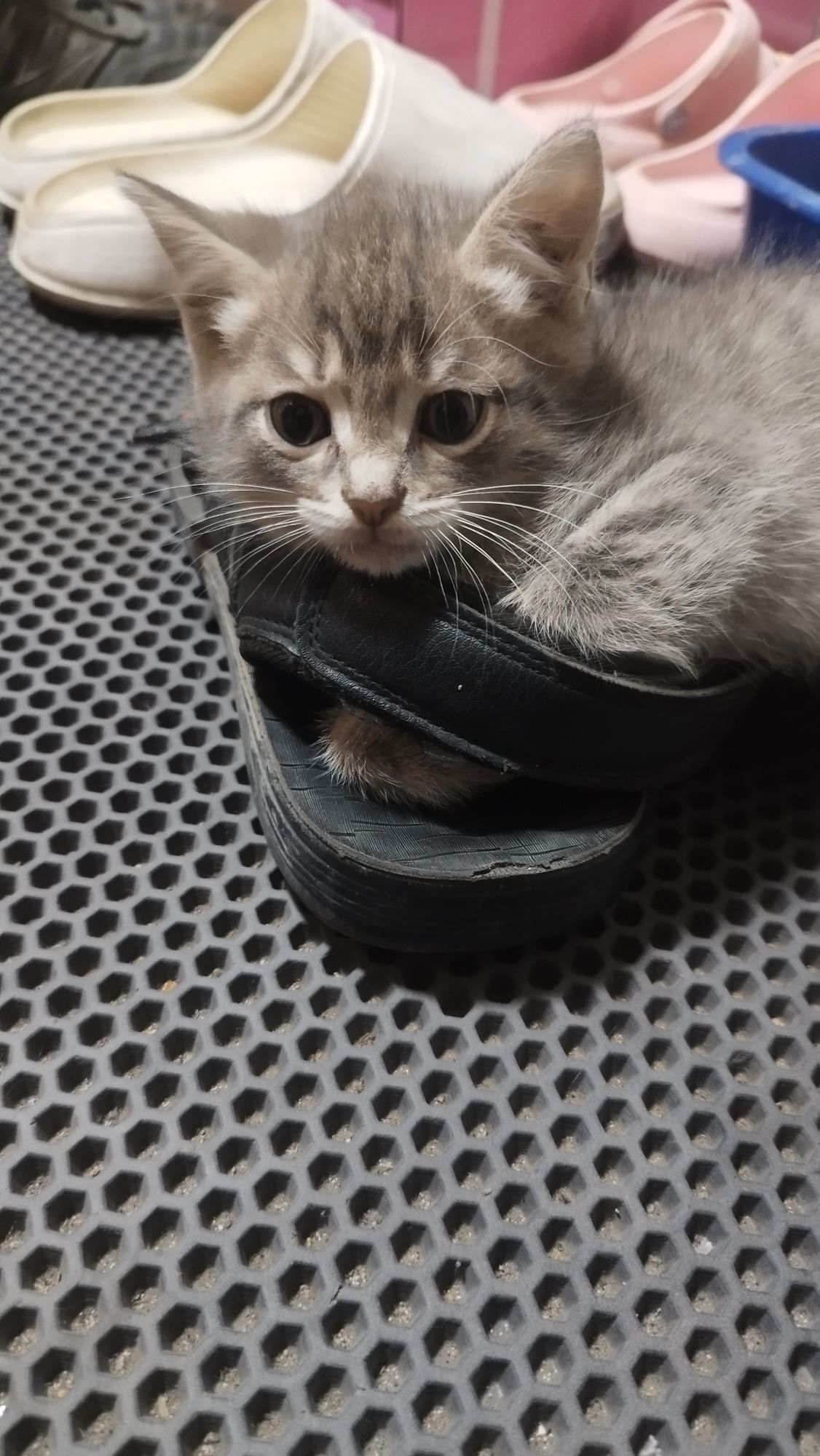 Одам котёнка в добрый и заботливый