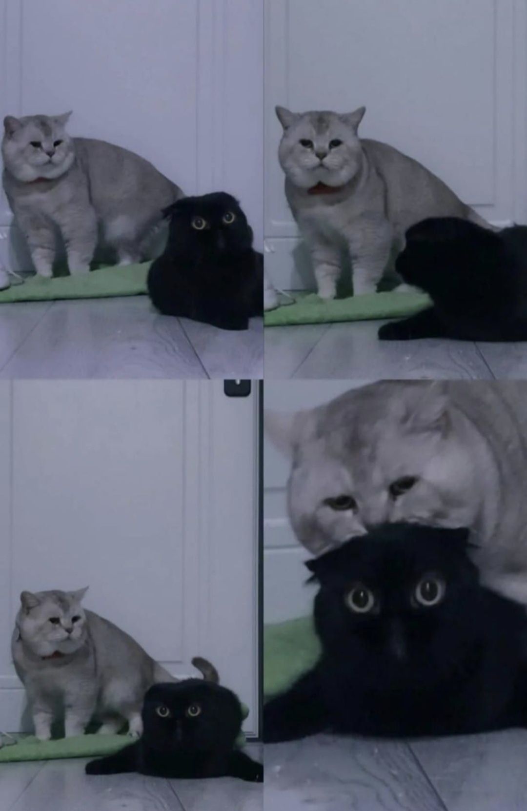 Вязка, котик с опытом ( для прямоухих и вислоухих кошечек)
