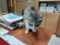 Отдам в хорошие руки кошку стерилизованную