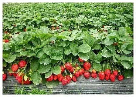Клубника Саженцы для Агробизнеса Оптом