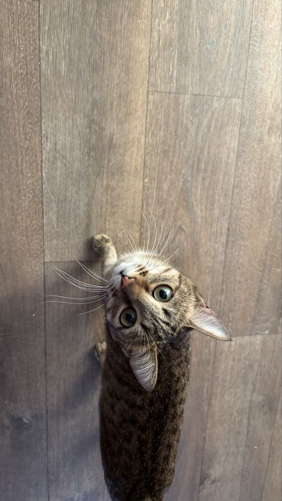 Кошечка в доьрые руки