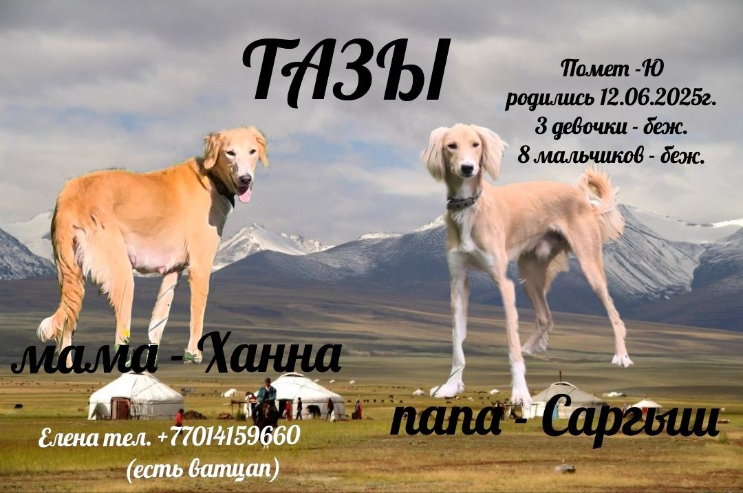 Продаются щенки породы Қазақ Тазысы