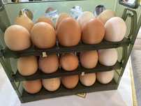 Домашнее яйцо,продам яйцо