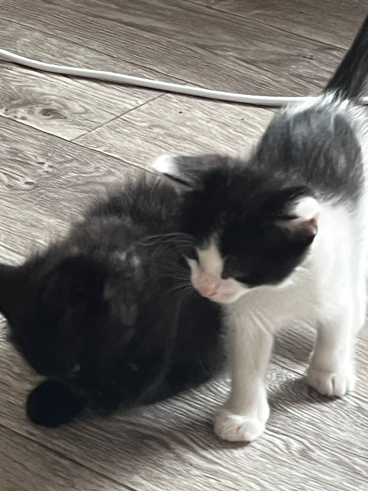 котята двое чёрно-белых, двое полосатых
