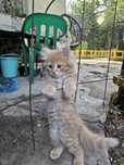 Котенок  скотиш страйт